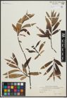 Foto von Salix arbusculoides Andersson